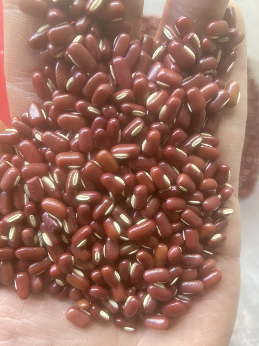 巴西成品赤小豆，昆明发货